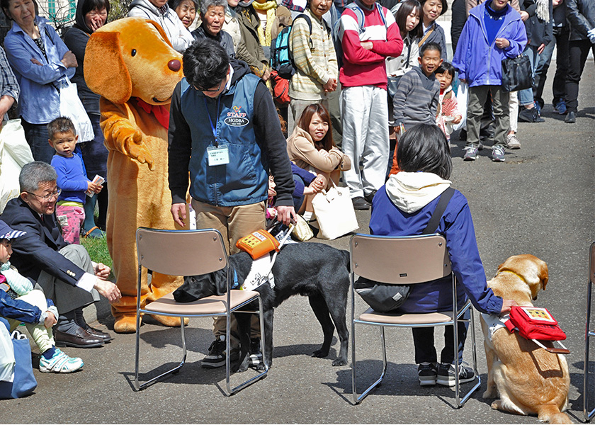 写真：盲導犬